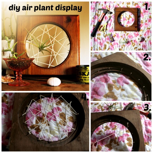 high plains thrifter // diy air plant display