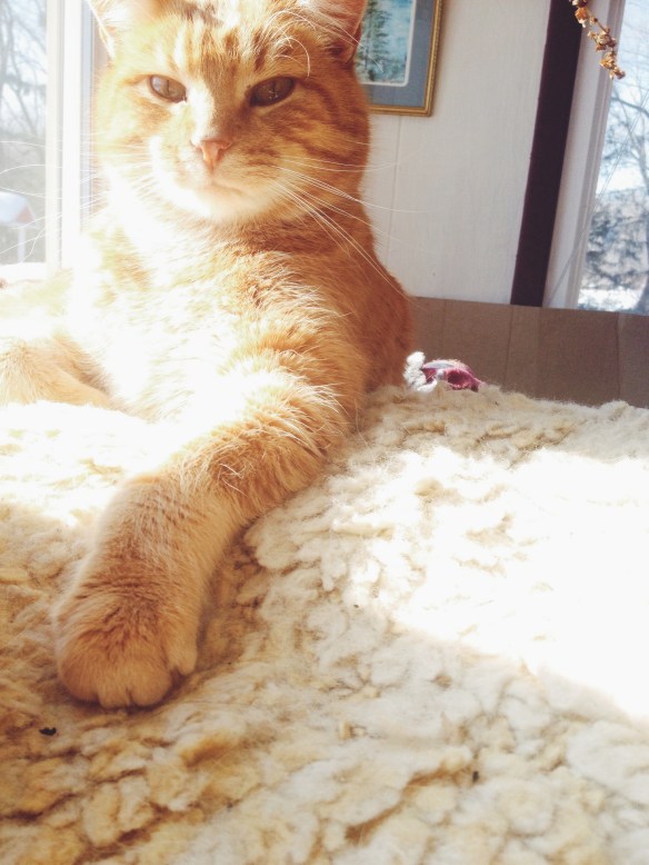 high plains thrifter // clare's well // meow