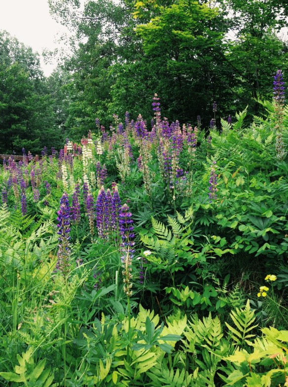 high plains thrifter // lupines