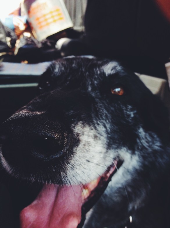 high plains thrifter / finnie boy