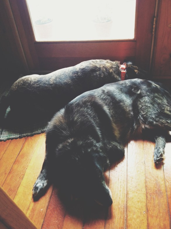 Processed with VSCOcam with t1 preset