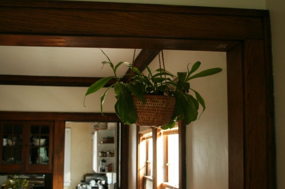 plant hanger